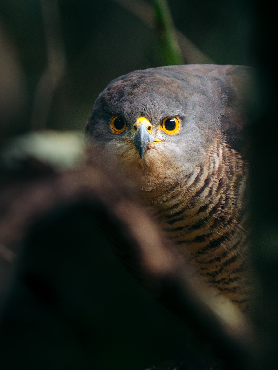 African Goshawk - ML639897794