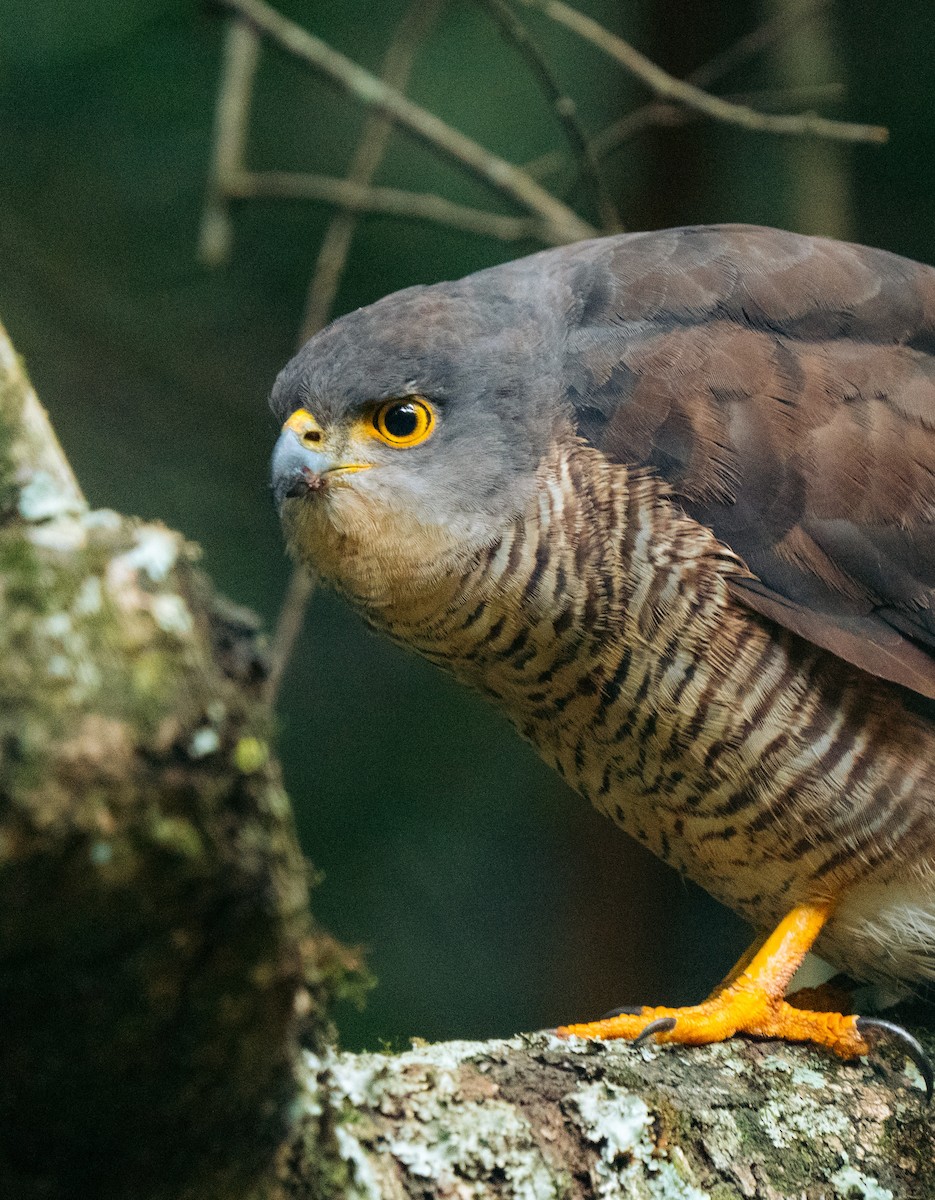 African Goshawk - ML639897796