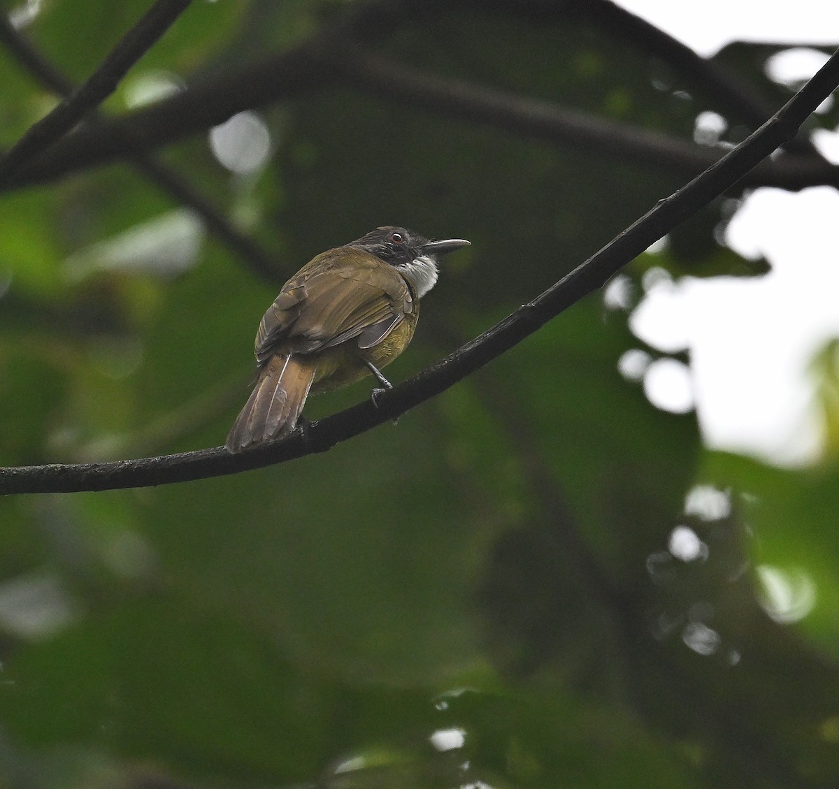 Red-tailed Greenbul - ML639897883