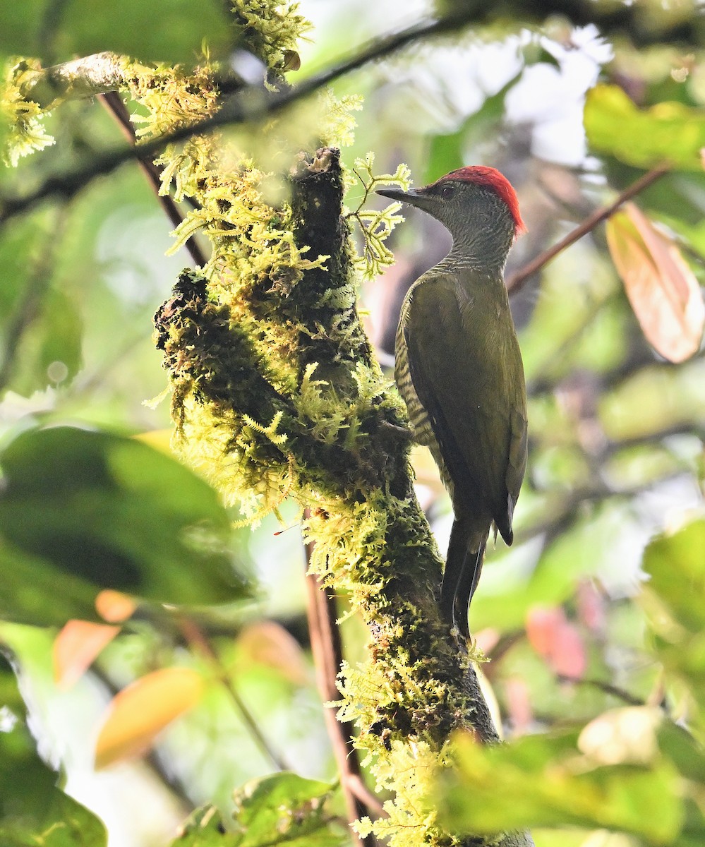 Fine-banded Woodpecker - ML639897914