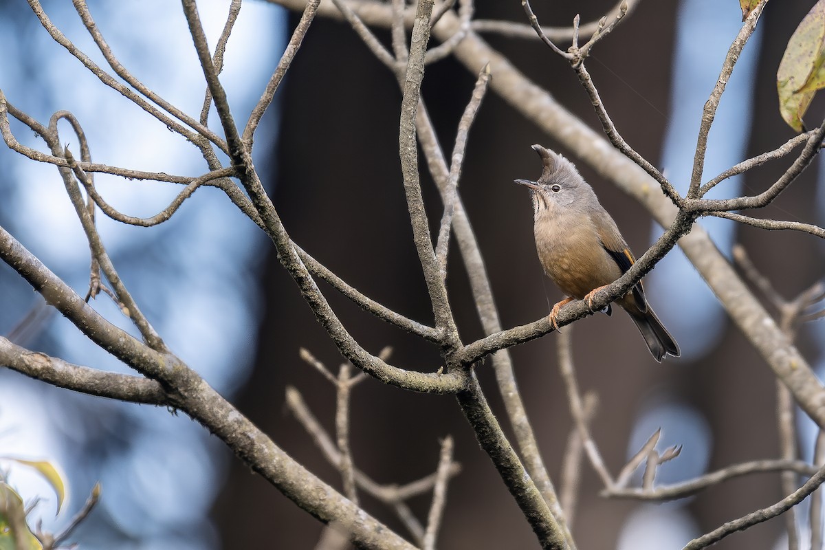 Stripe-throated Yuhina - ML639897978