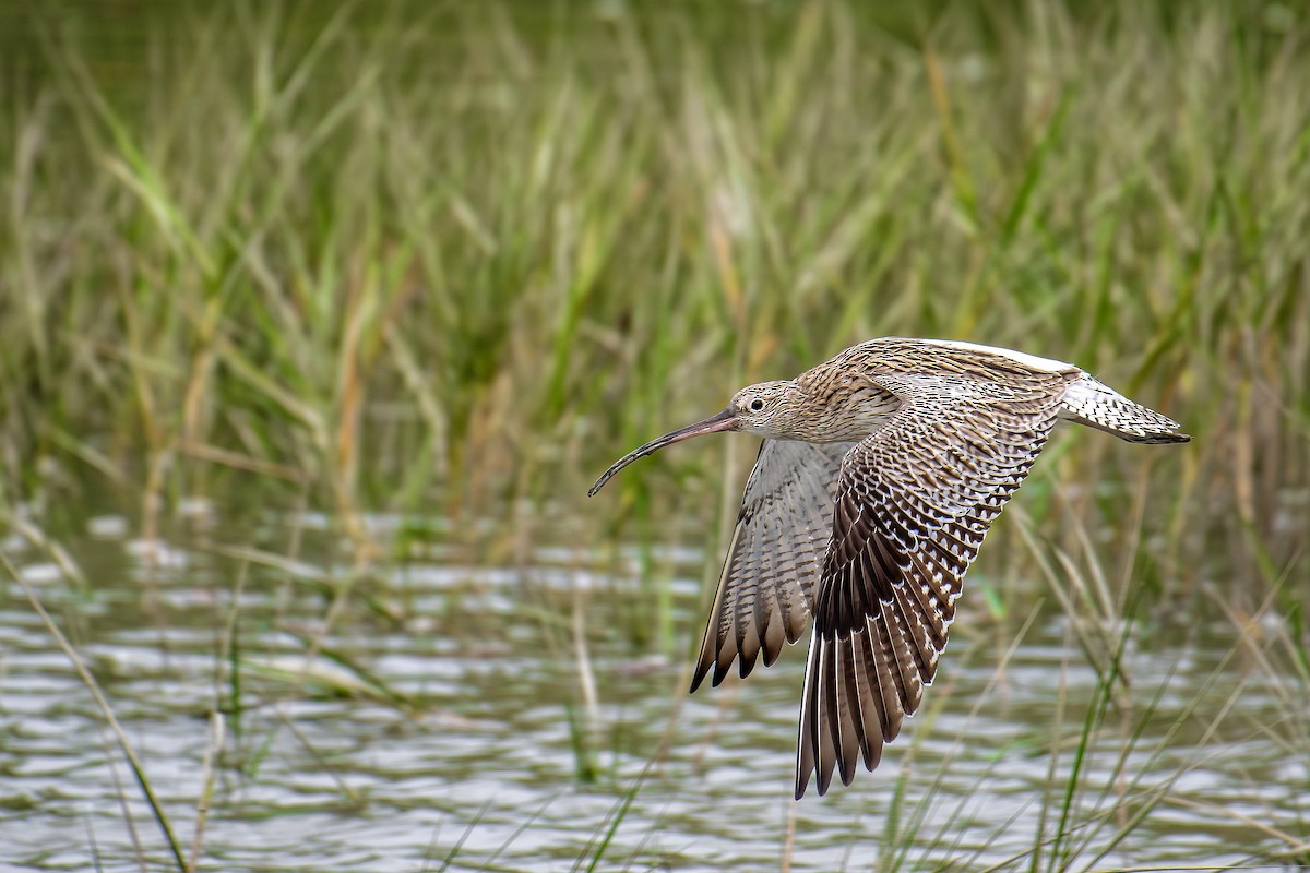 Eurasian Curlew - ML639898012