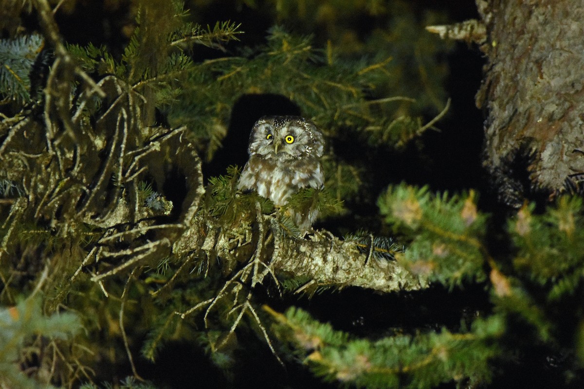 Boreal Owl - ML639898019