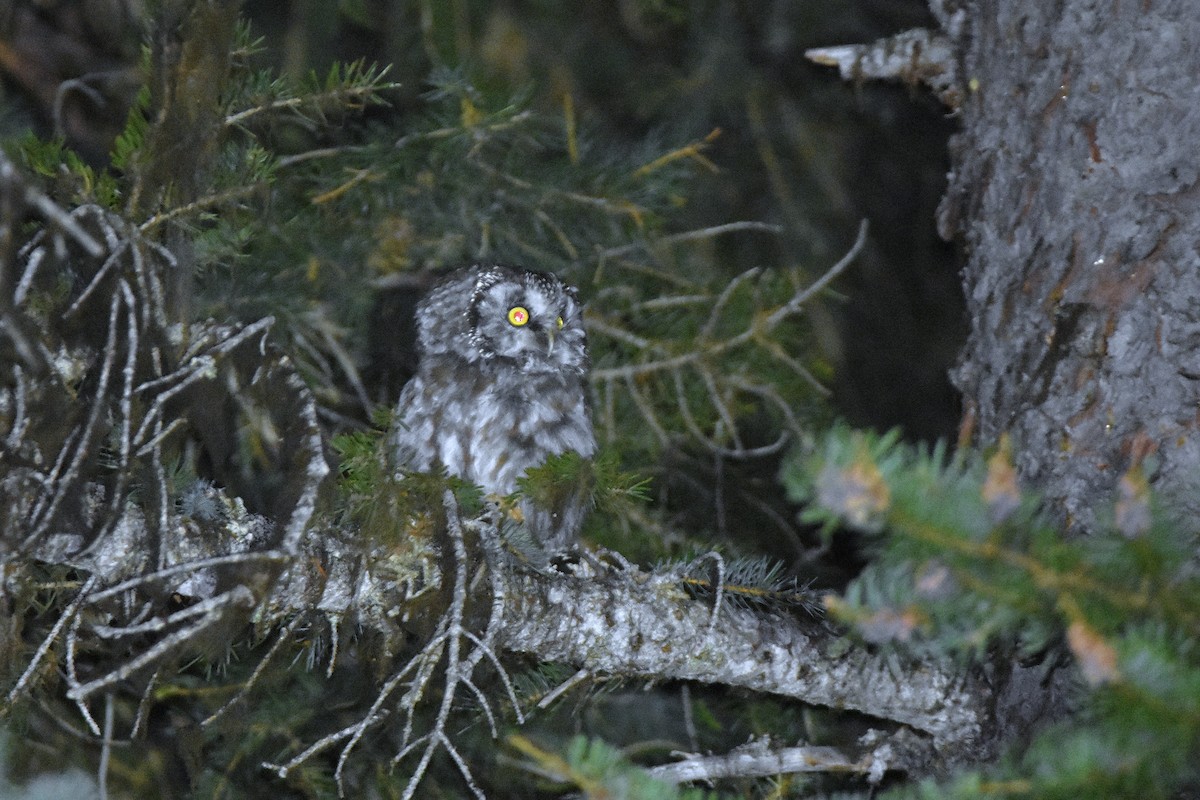 Boreal Owl - ML639898030