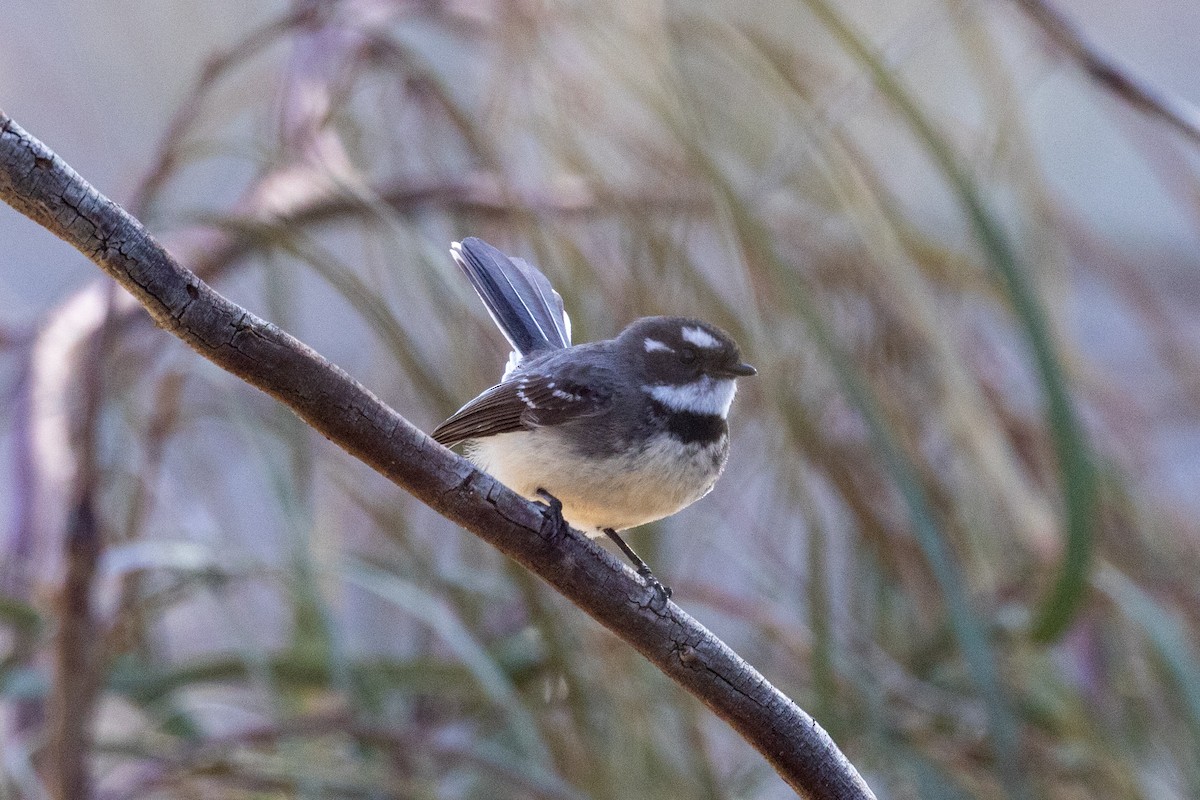 Gray Fantail - ML639898032