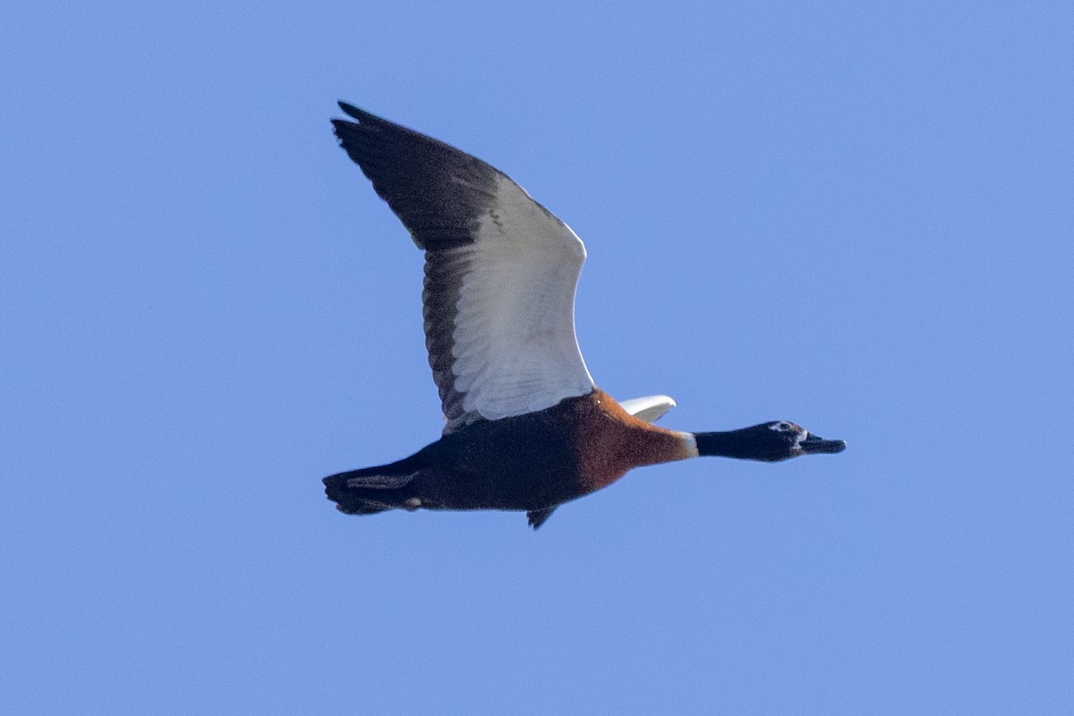 Australian Shelduck - ML639898038