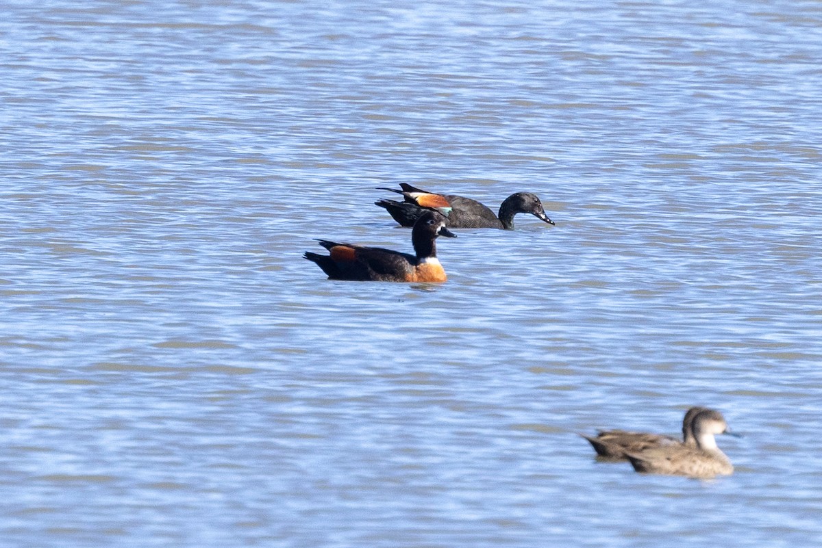Australian Shelduck - ML639898039