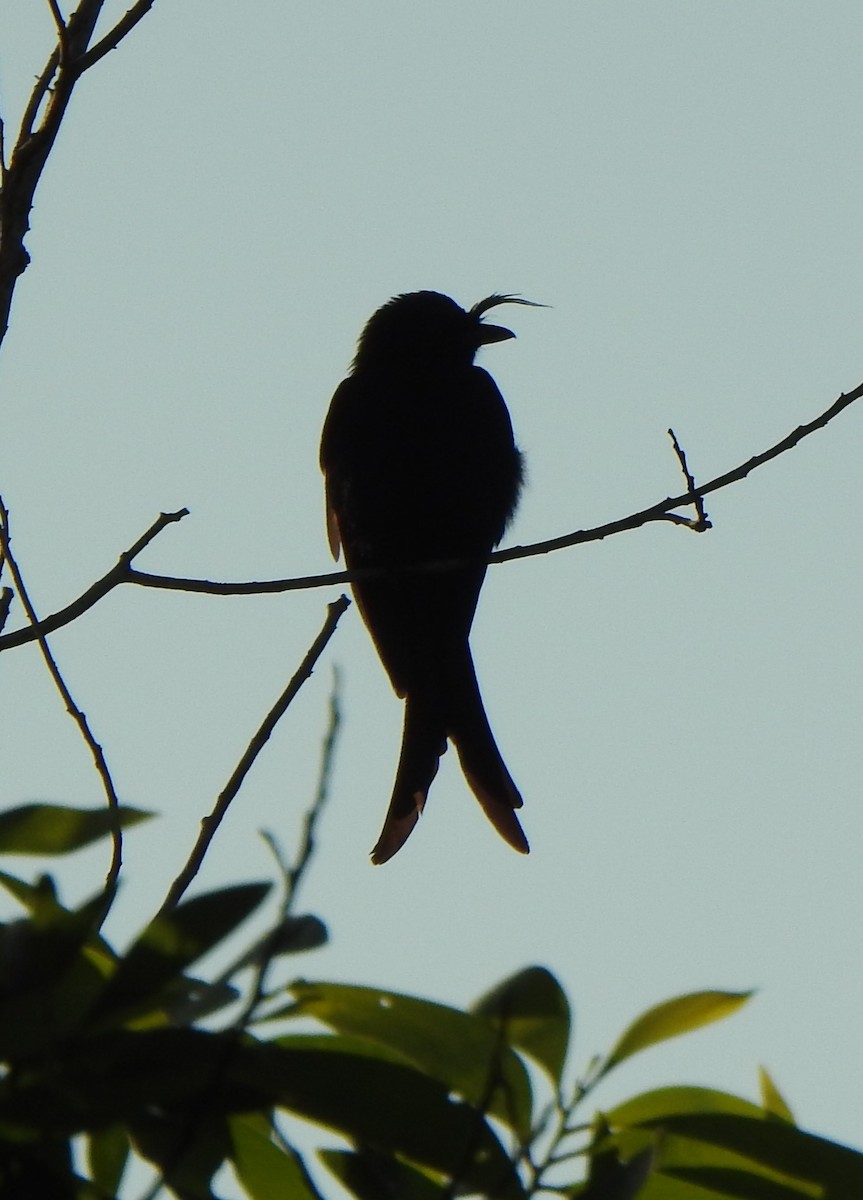 Crested Drongo - ML639898040