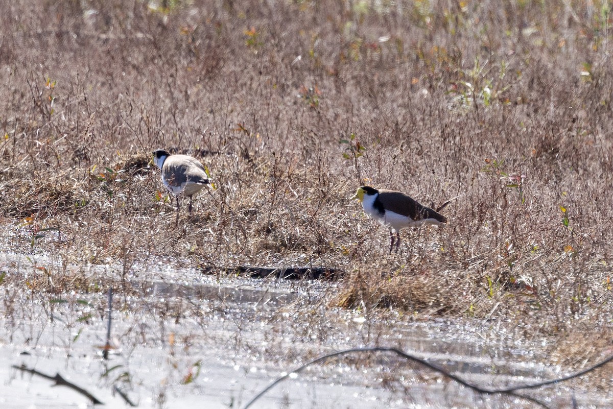 Masked Lapwing - ML639898049