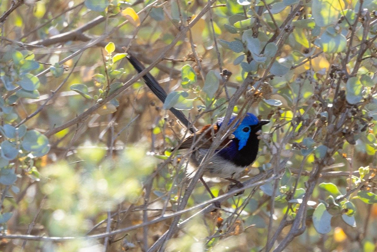 Purple-backed Fairywren - ML639898061