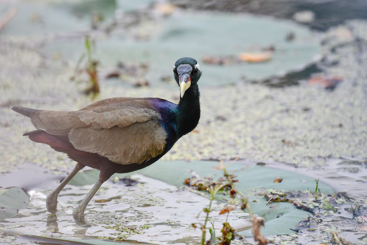 Bronze-winged Jacana - ML639898064