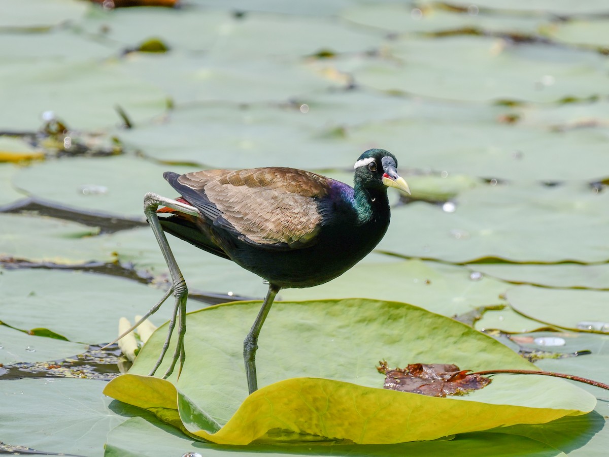 Bronze-winged Jacana - ML639898065