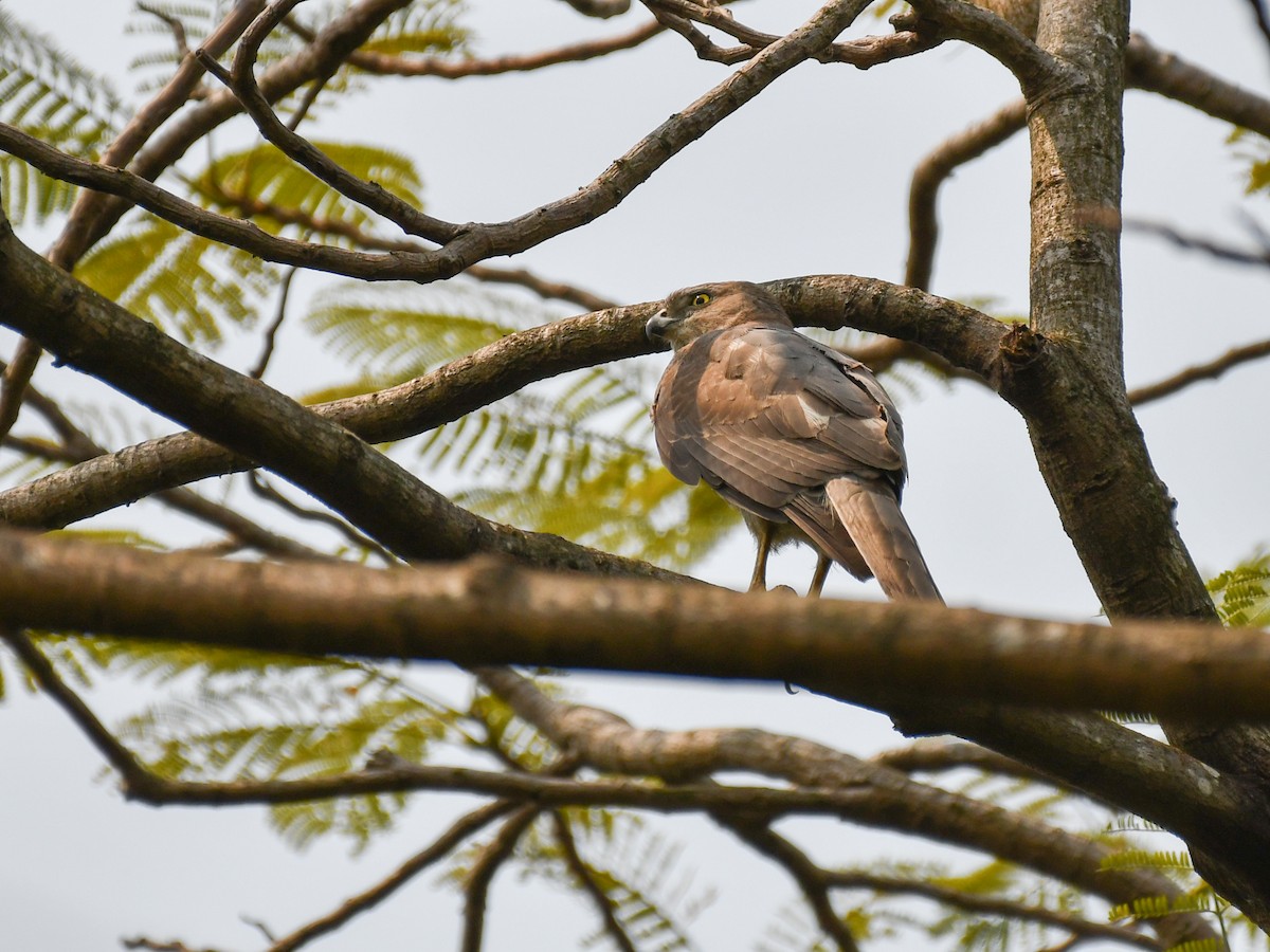 Shikra - ML639898071