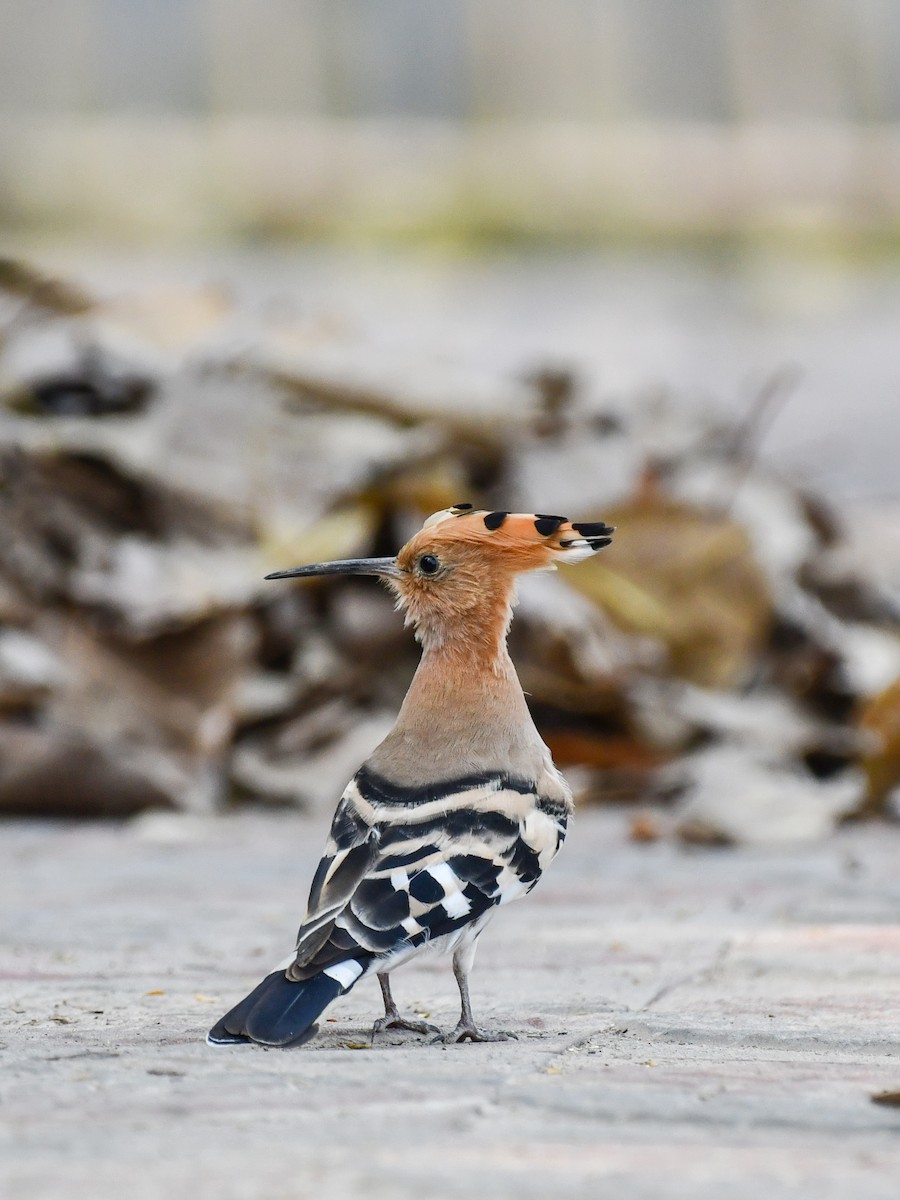 Eurasian Hoopoe - ML639898086