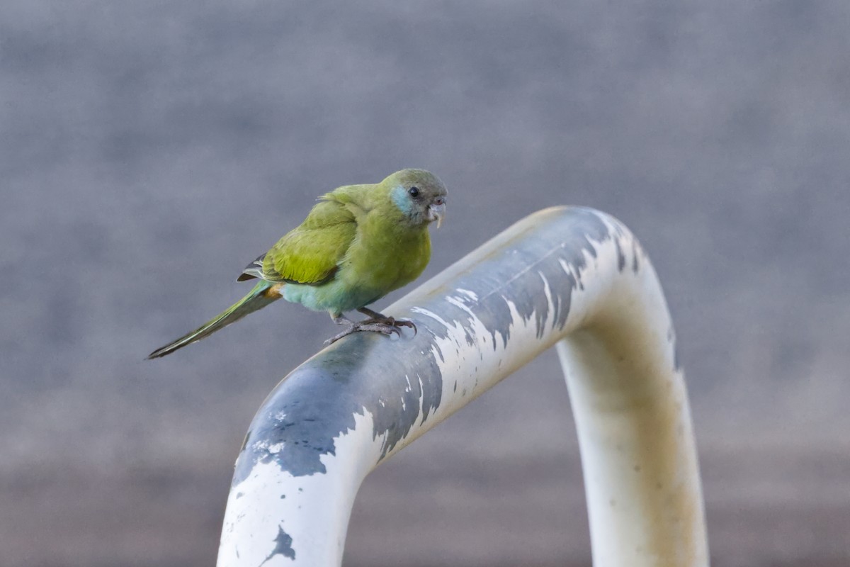 ヒスイインコ - ML639898102