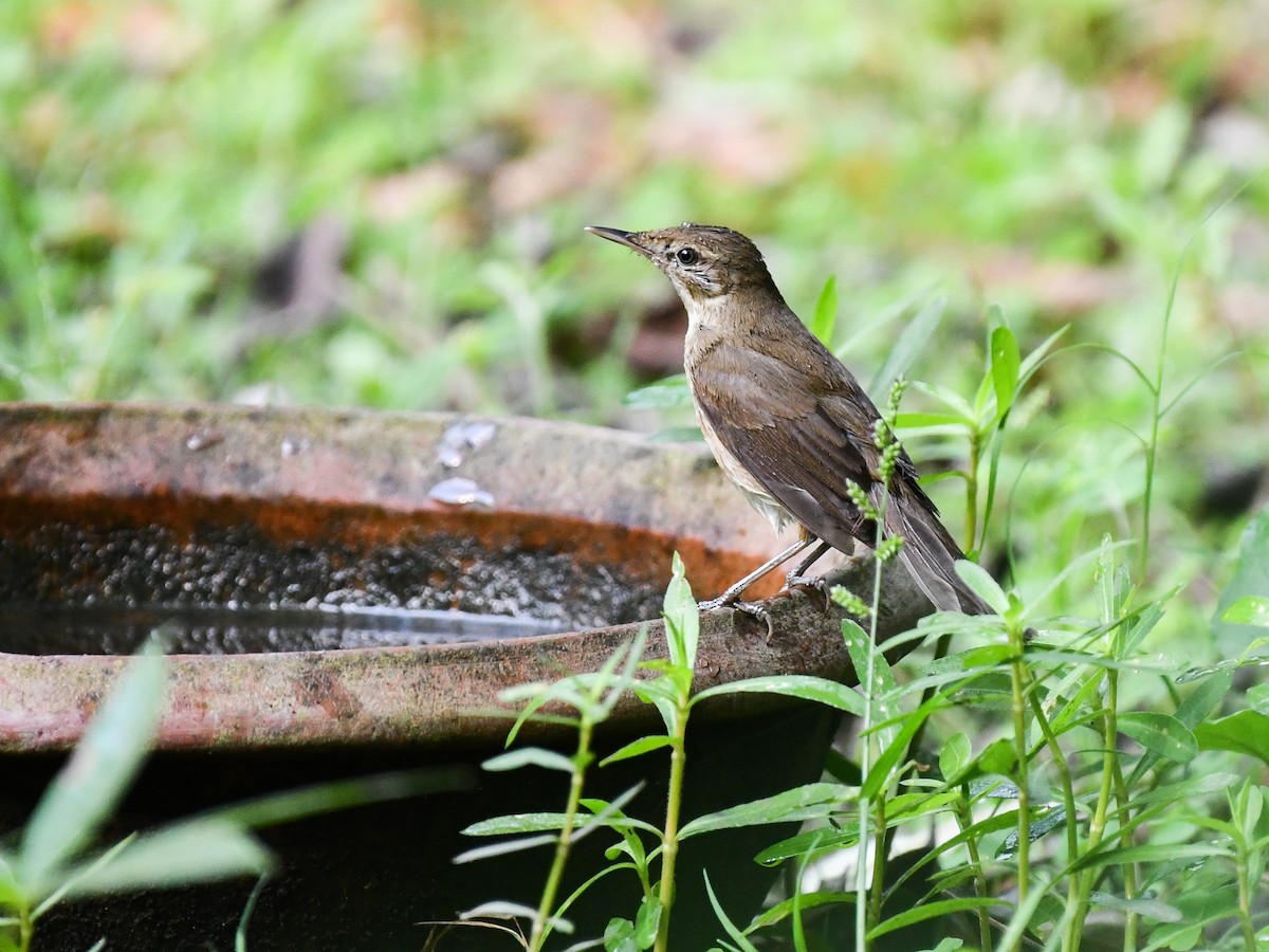 Clamorous Reed Warbler - ML639898117