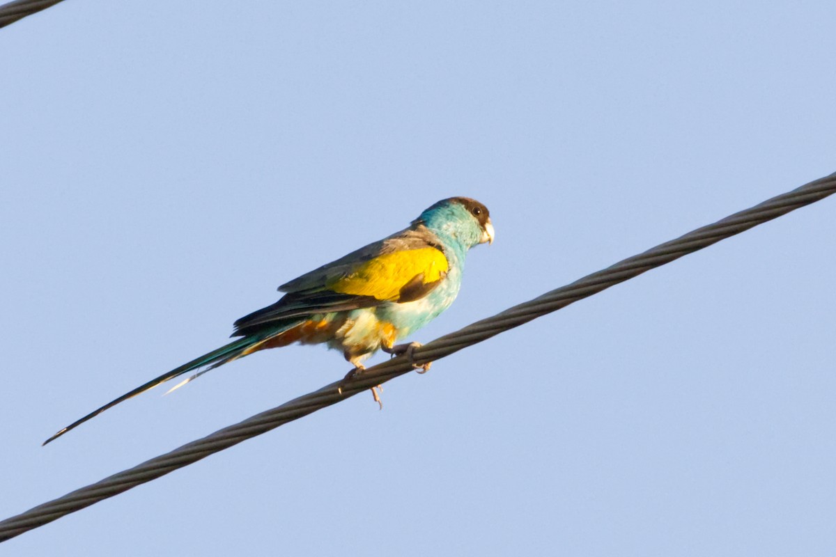 ヒスイインコ - ML639898124