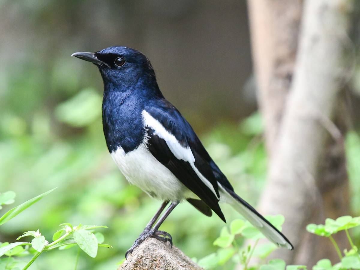 Oriental Magpie-Robin - ML639898125