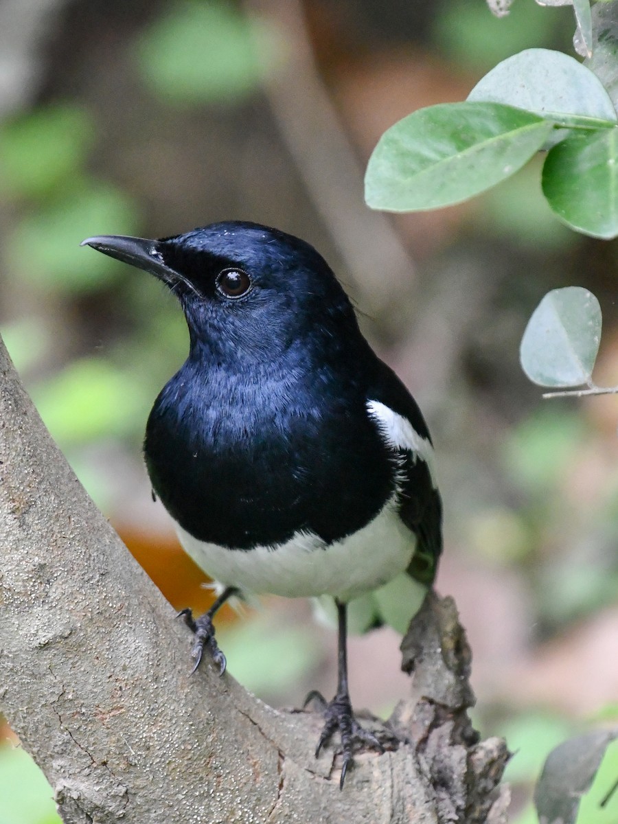 Oriental Magpie-Robin - ML639898126