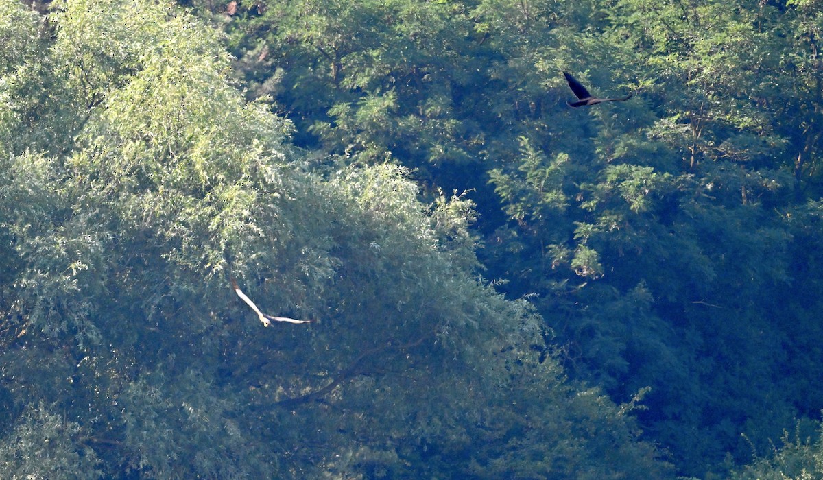 Western Marsh Harrier - ML639898127