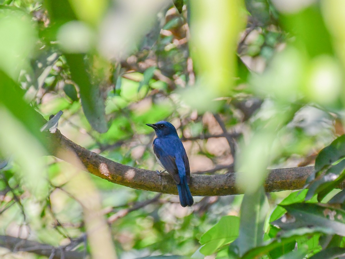 Blue-throated Flycatcher - ML639898130