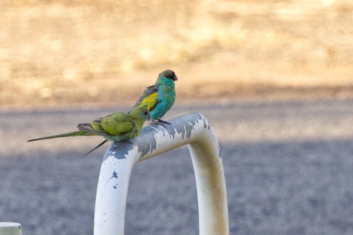 ヒスイインコ - ML639898147