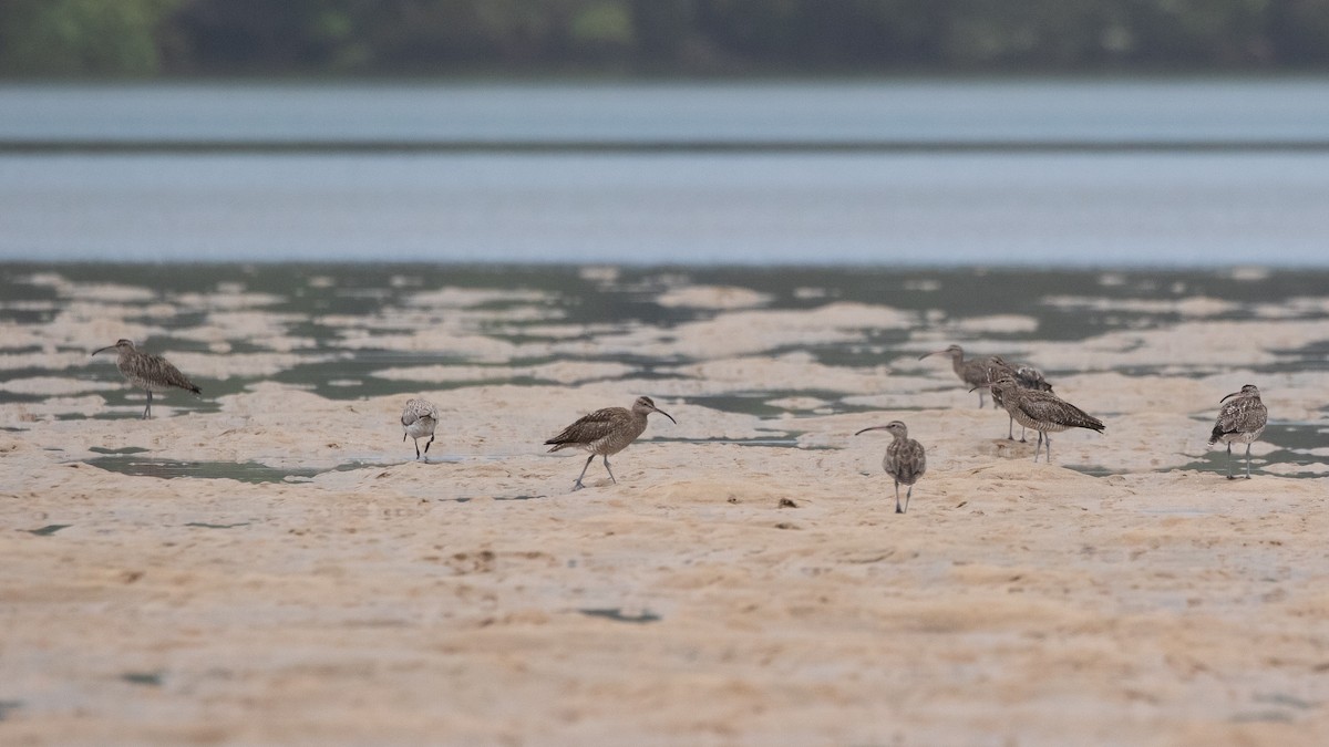 Eurasian Whimbrel - ML639898169