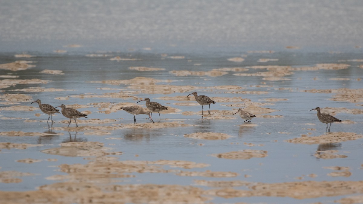 Eurasian Whimbrel - ML639898170