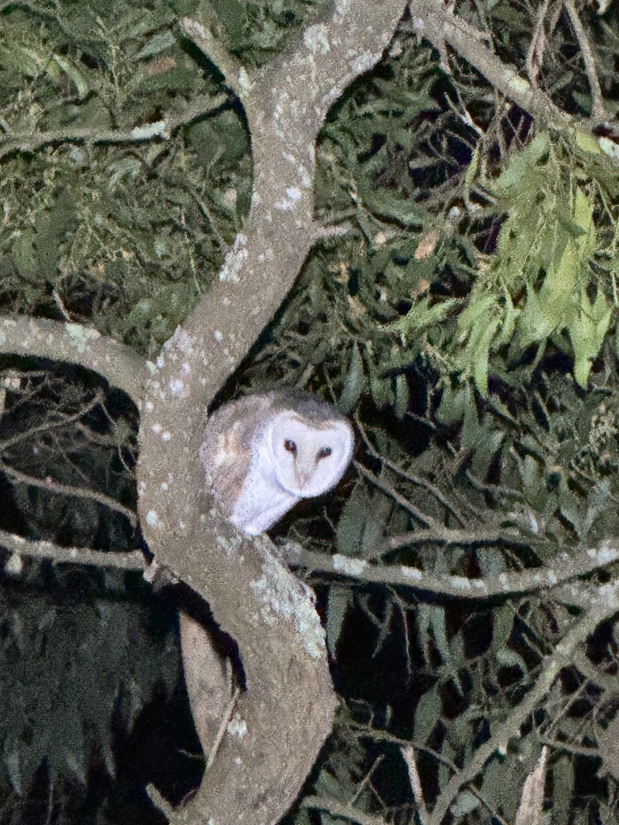 Eastern Barn Owl - ML639898192
