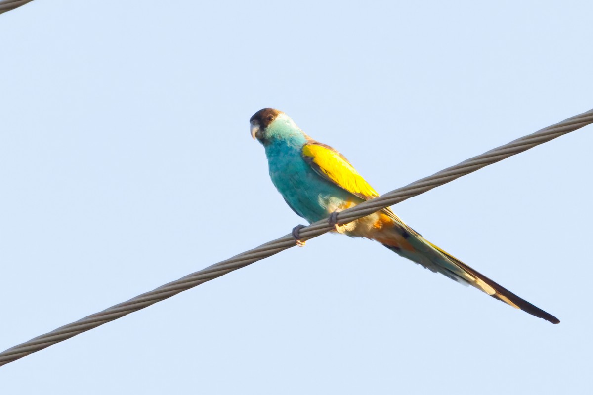 ヒスイインコ - ML639898195