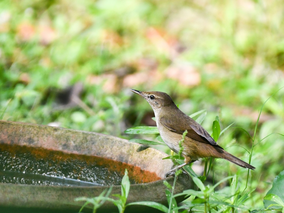 Clamorous Reed Warbler - ML639898211