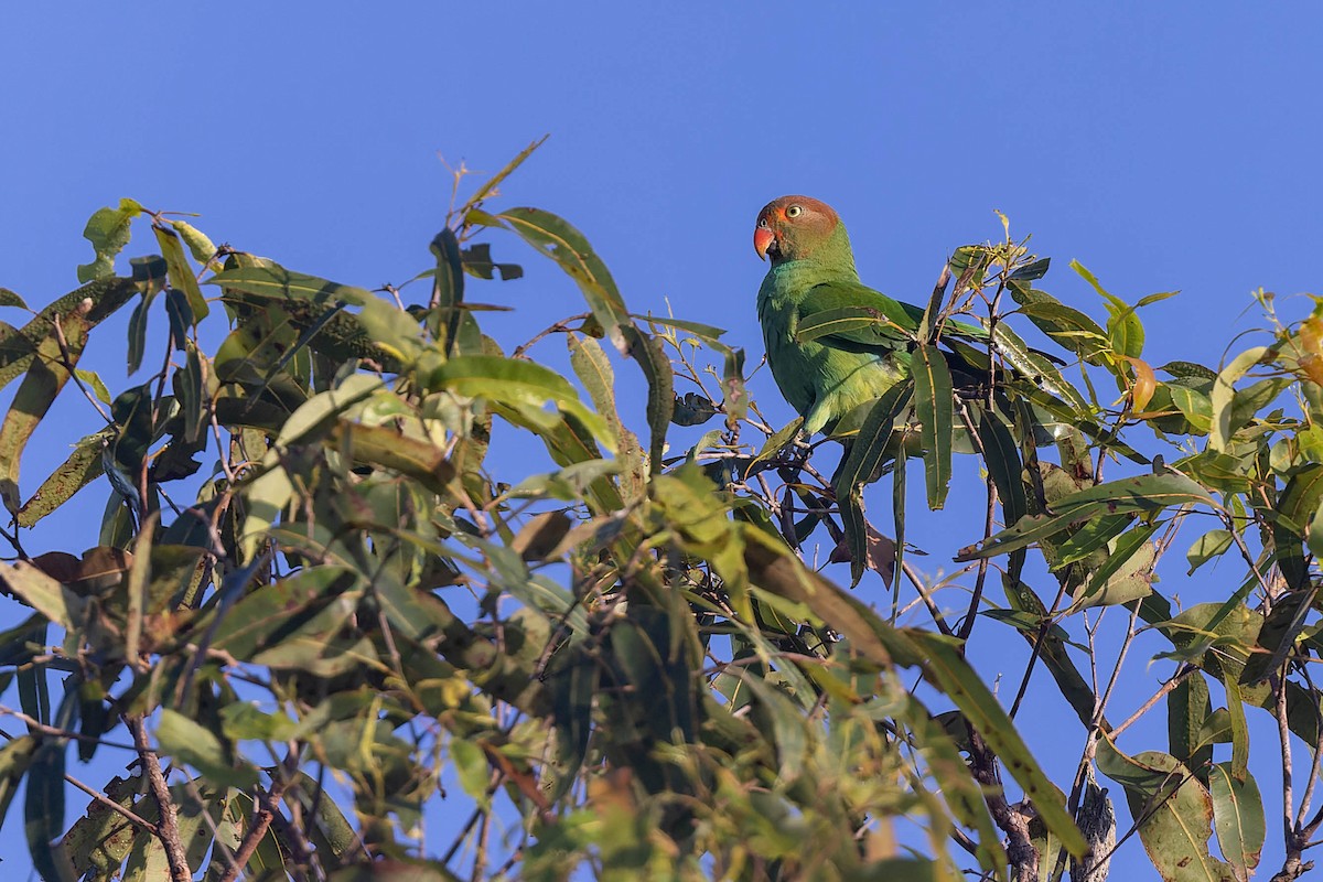 Red-cheeked Parrot - ML639898270