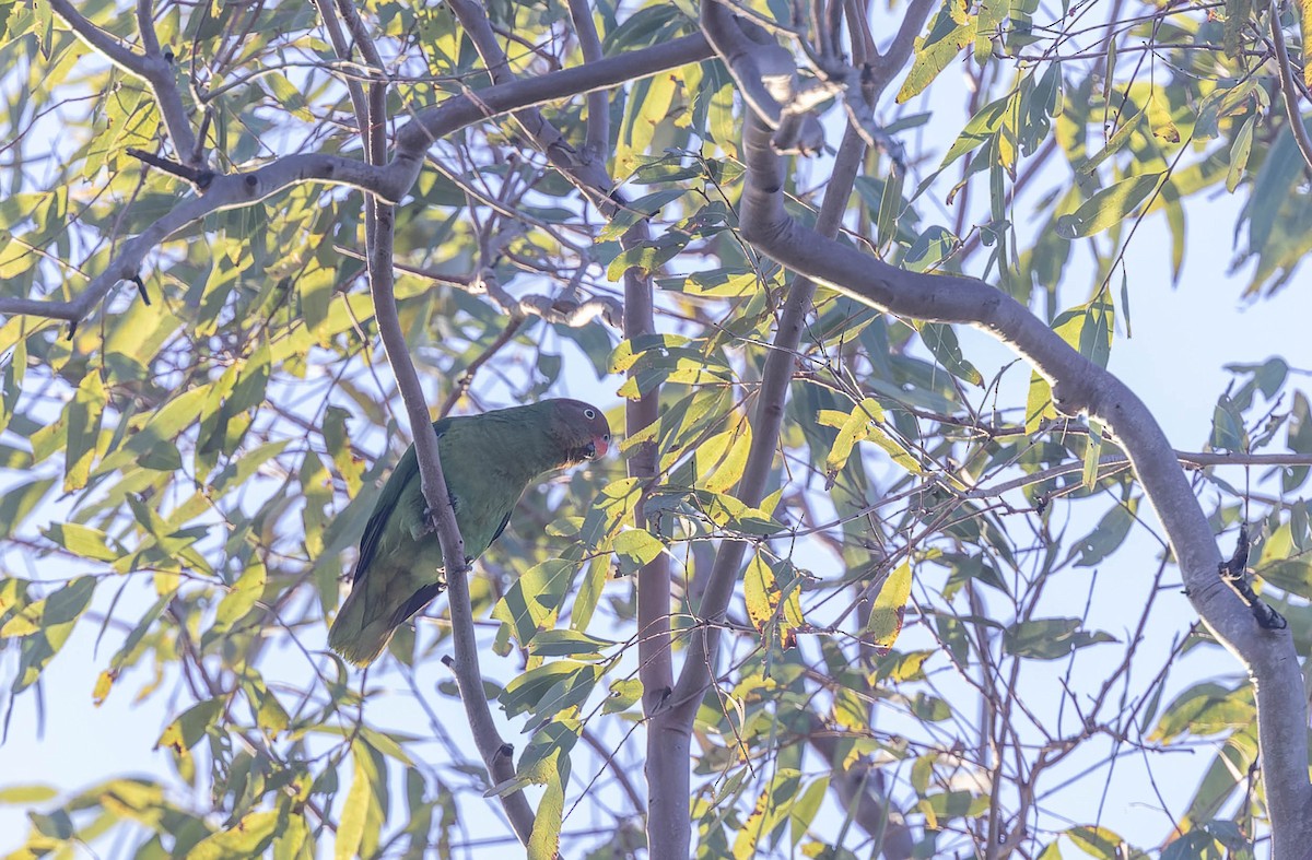 Red-cheeked Parrot - ML639898271