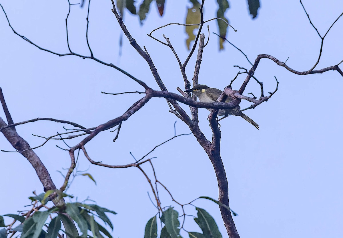 Graceful Honeyeater - ML639898275