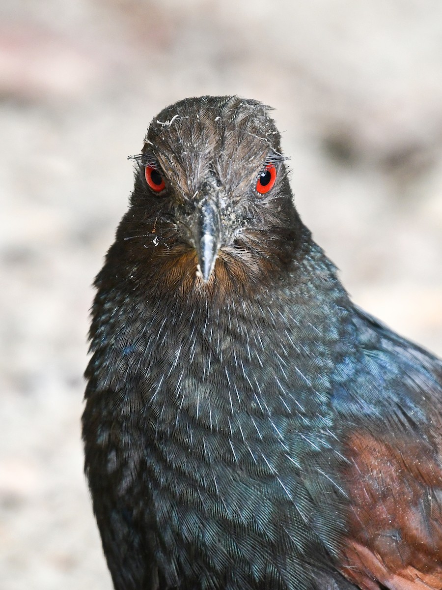 Greater Coucal - ML639898357