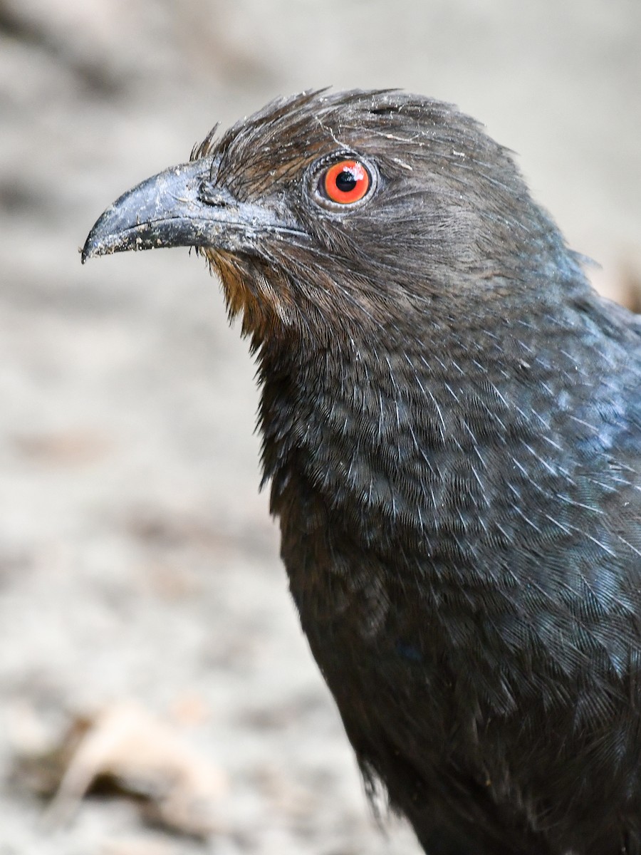 Greater Coucal - ML639898358