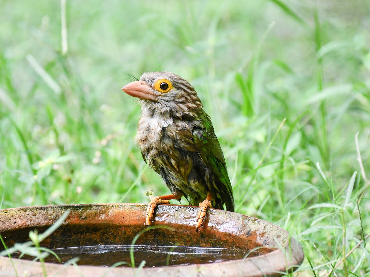 Lineated Barbet - ML639898362