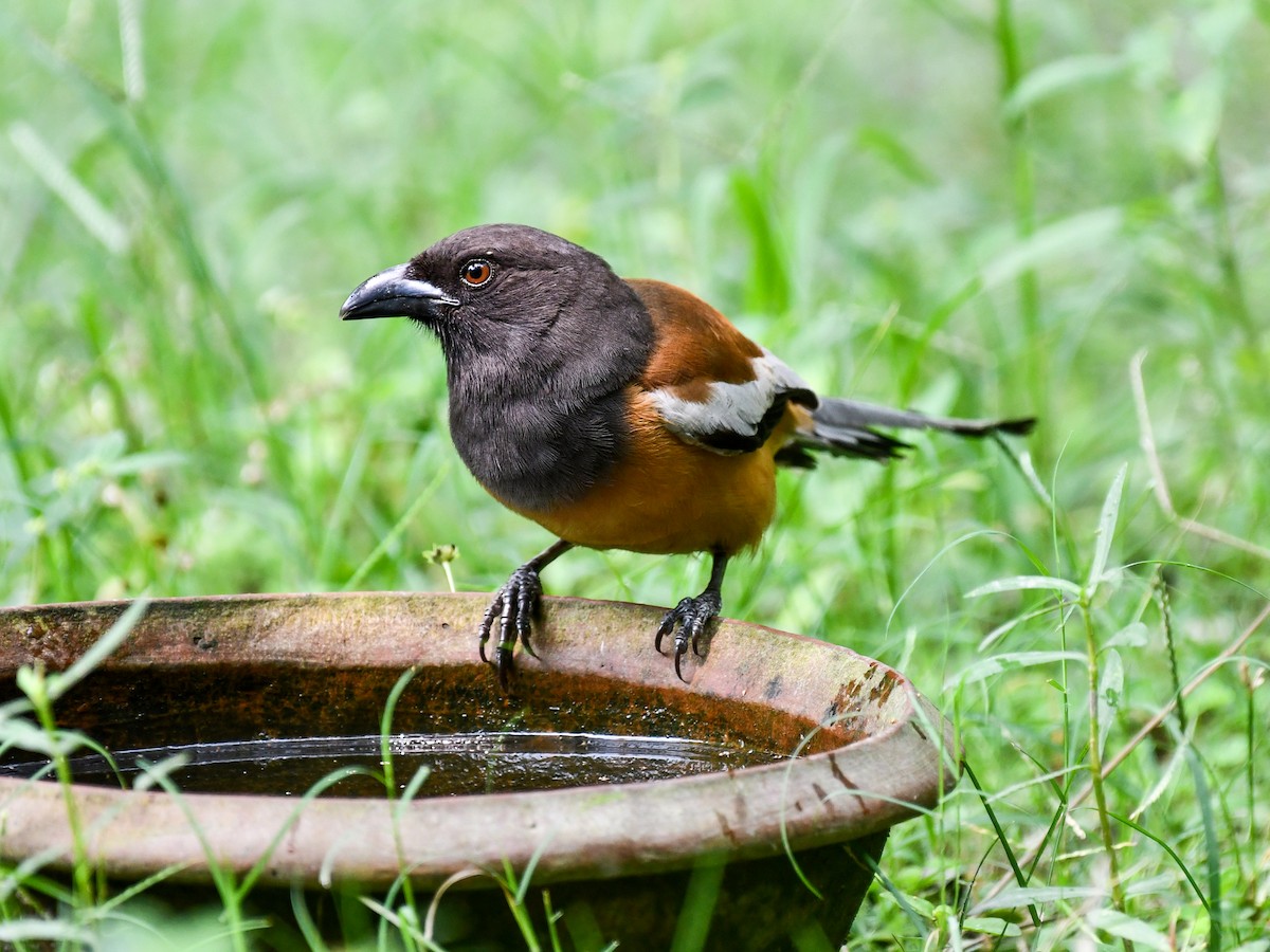 Rufous Treepie - ML639898364