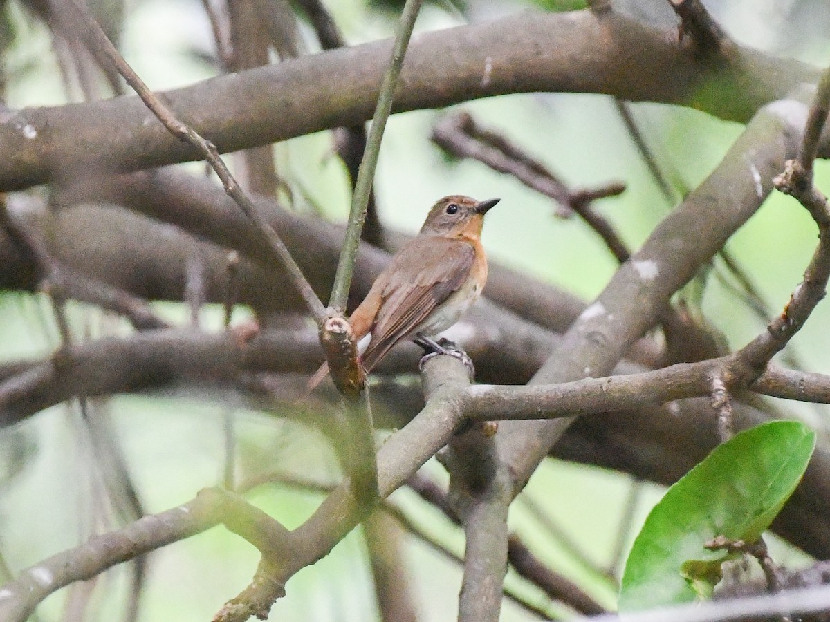 Blue-throated Flycatcher - ML639898371