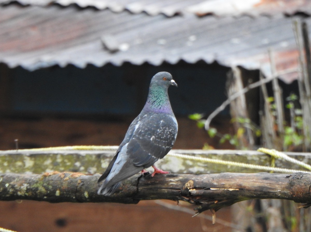 Rock Pigeon (Feral Pigeon) - ML639898390