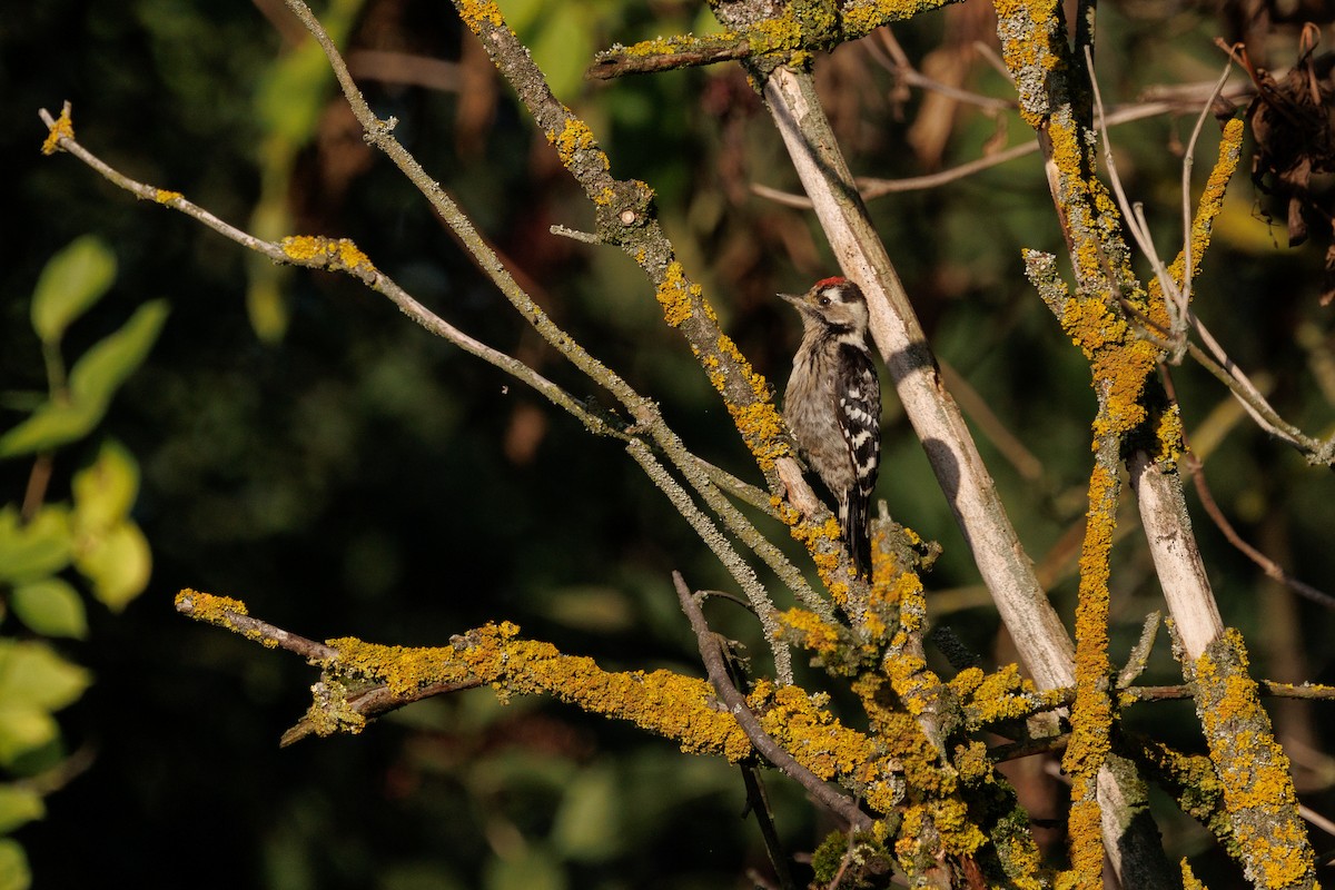 Pic épeichette - ML639898392