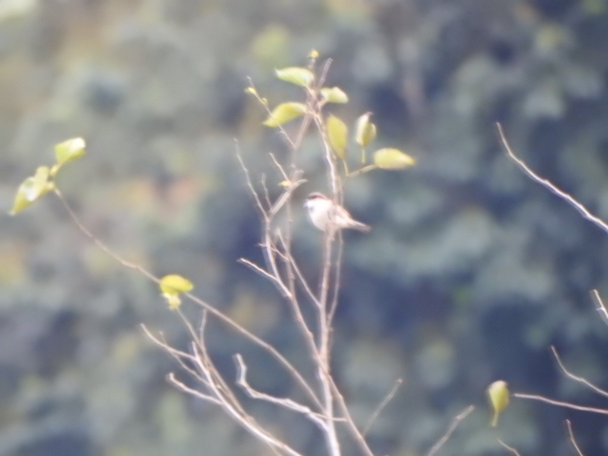 House Sparrow - ML639898398