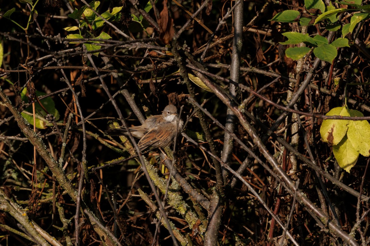 Fauvette grisette - ML639898404