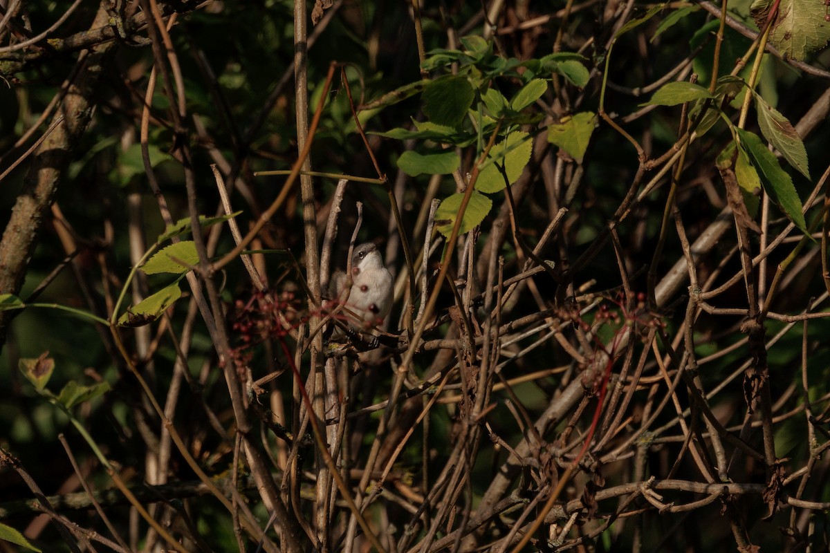 Fauvette babillarde - ML639898410