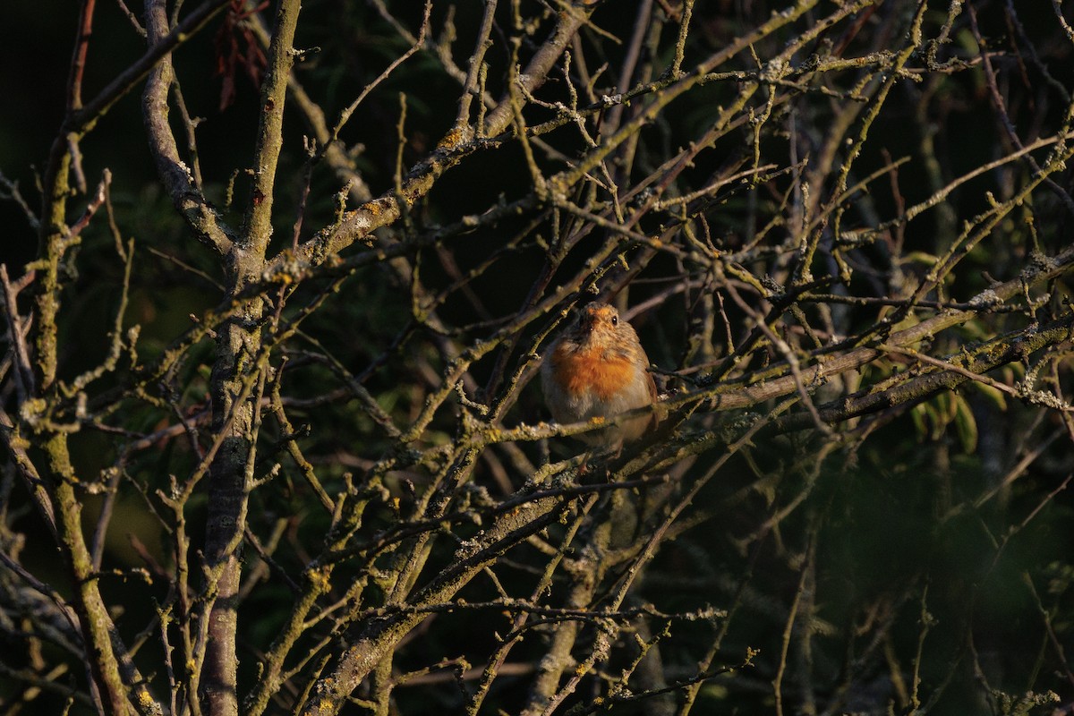 Rougegorge familier - ML639898416