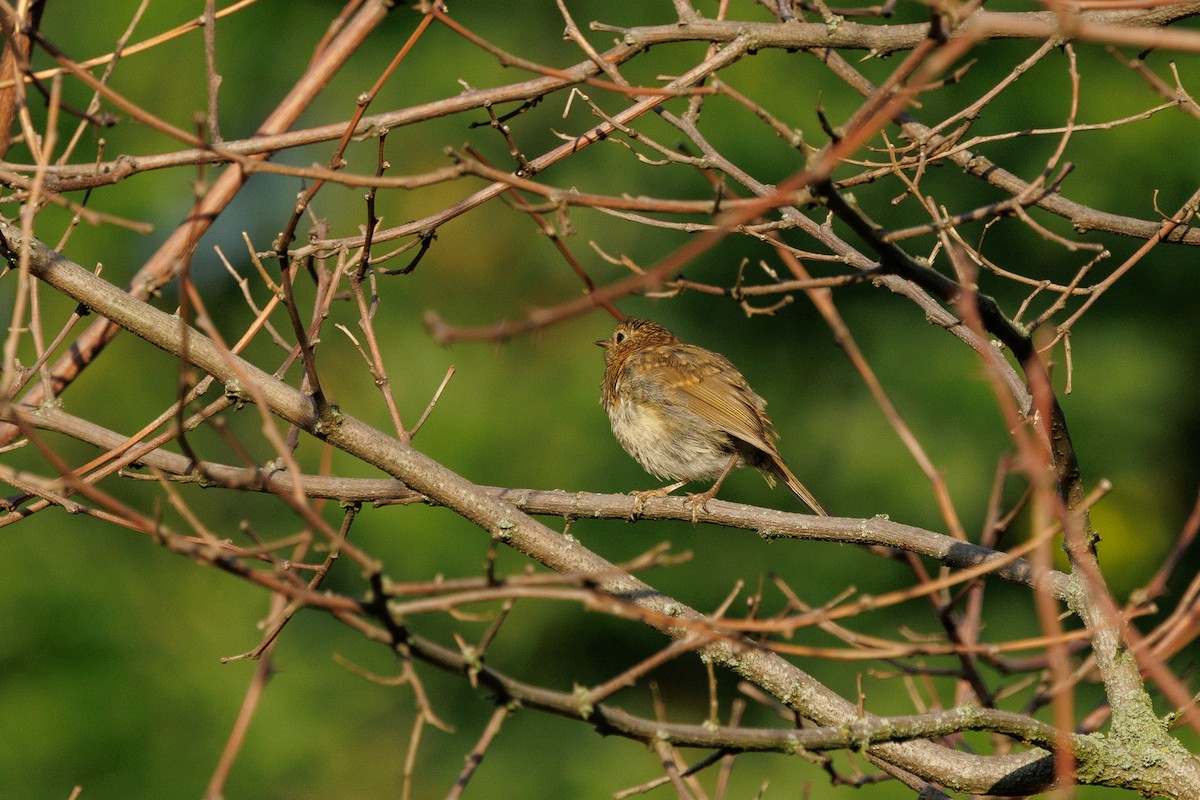 Rougegorge familier - ML639898417