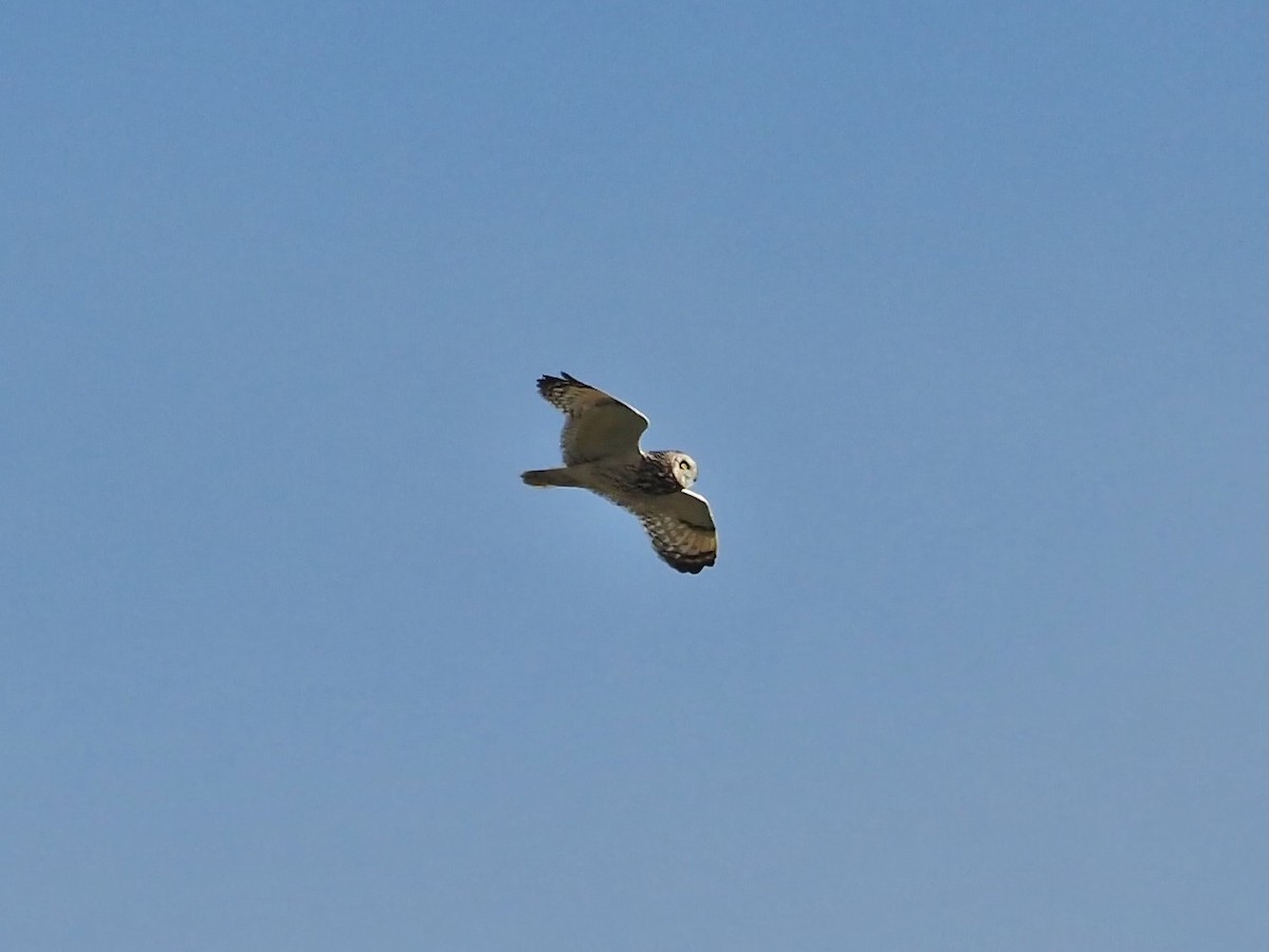 Short-eared Owl - ML639898445
