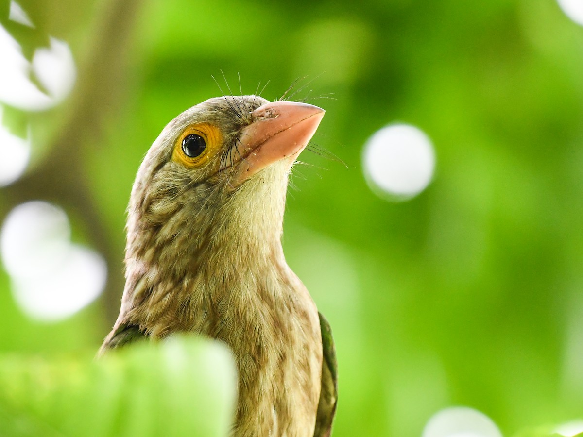 Lineated Barbet - ML639898489
