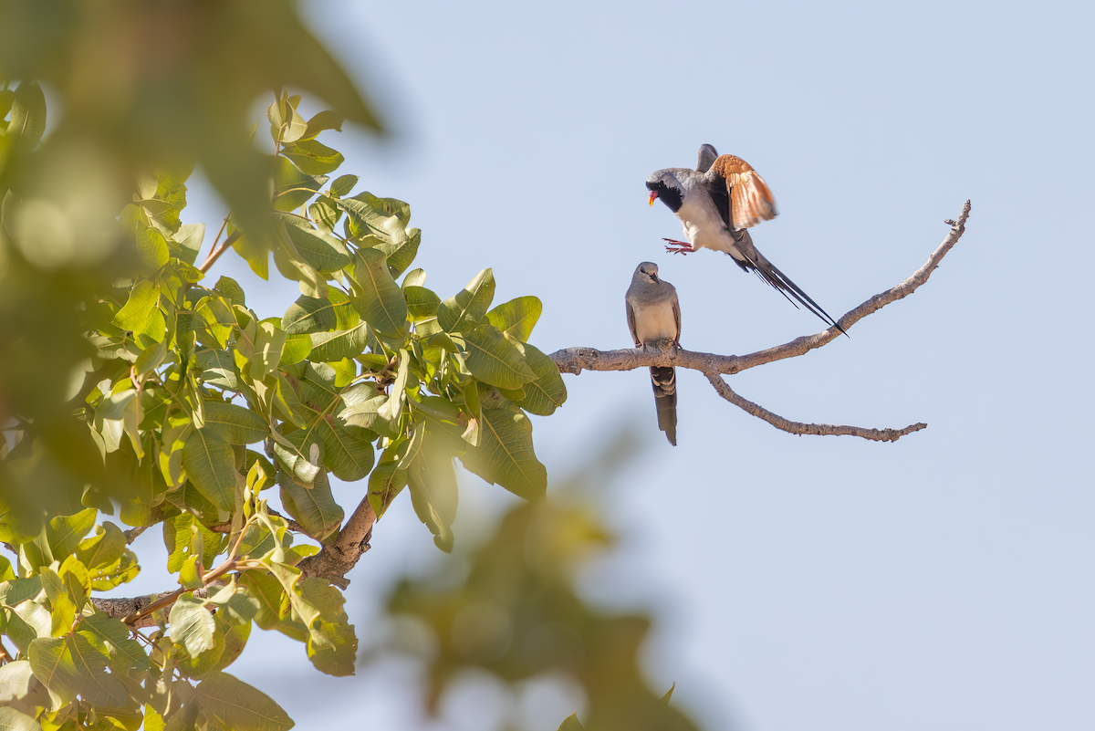 Namaqua Dove - ML639898495