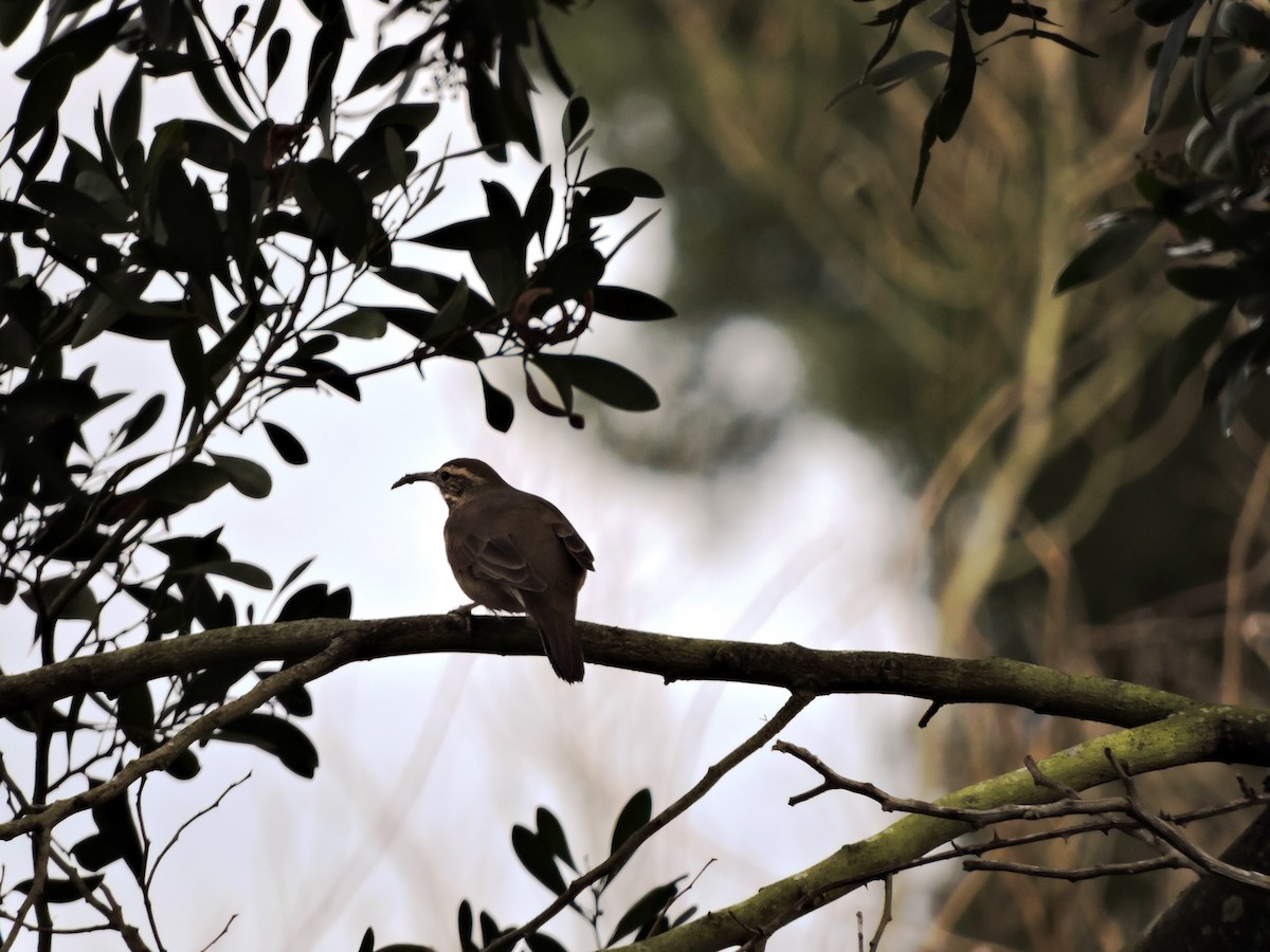 Patagonian Forest Earthcreeper - ML63989851